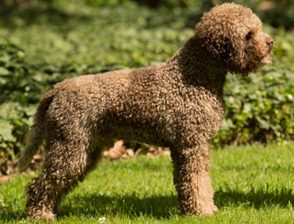 Lagotto Romagnolo