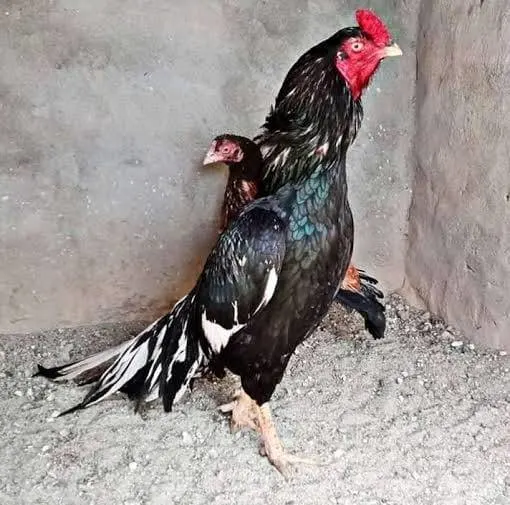 Lasani Aseel