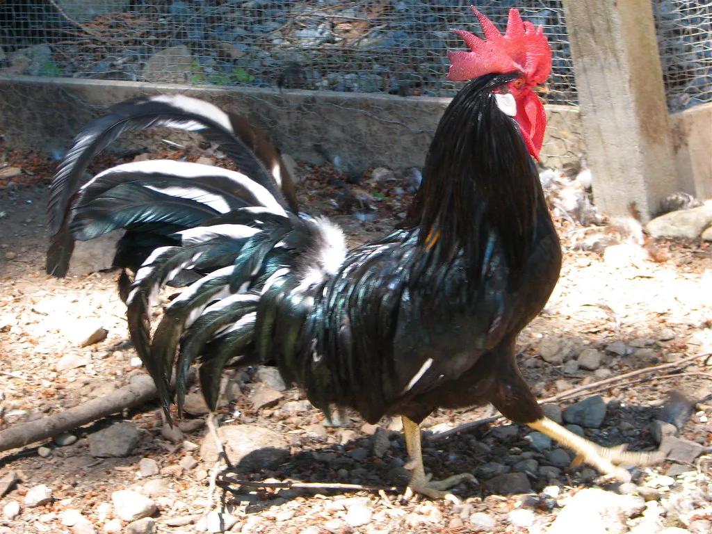 Leghorn chicken