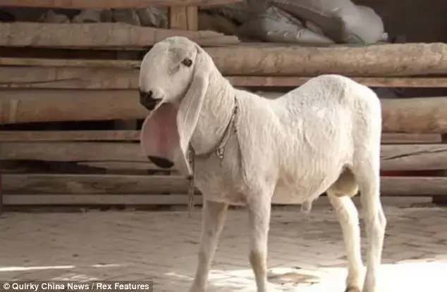 Lohi sheep