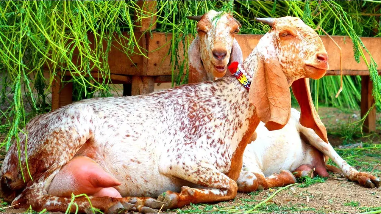 Makhi Cheeni Goat