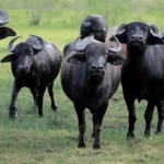 Mediterranean Italian Buffalo