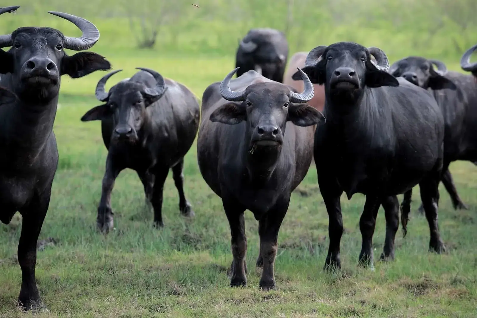 Mediterranean Italian Buffalo