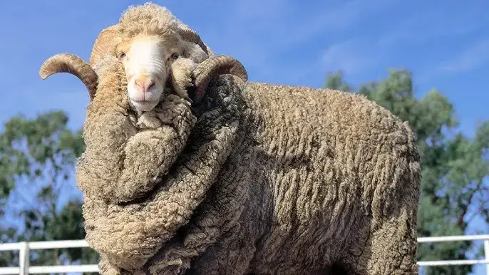 Merino sheep