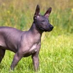 Mexican Hairless Dog