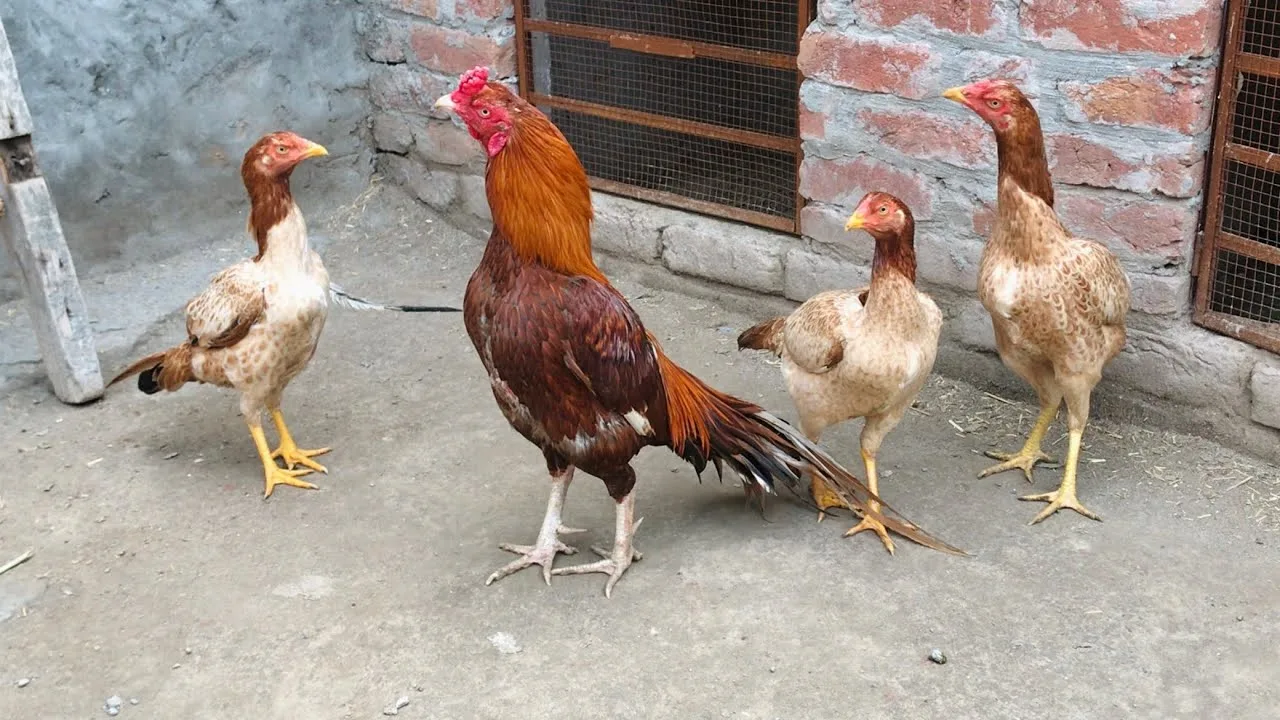 Mianwali Aseel