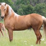 Morgan Horse