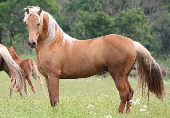 Morgan Horse