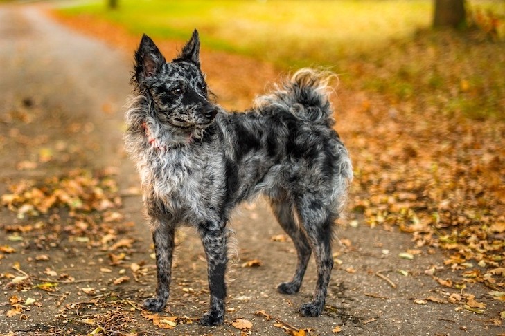 Mudi dog