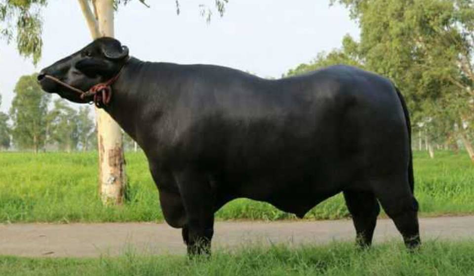 Murrah Buffalo