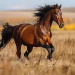 Mustang horse Mustang horse