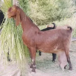 Nachhi Goat