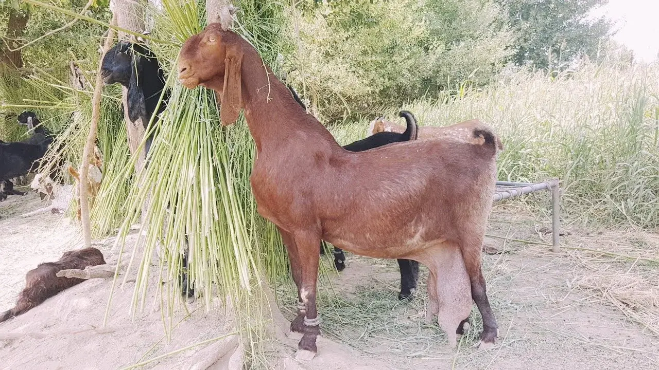 Nachhi Goat