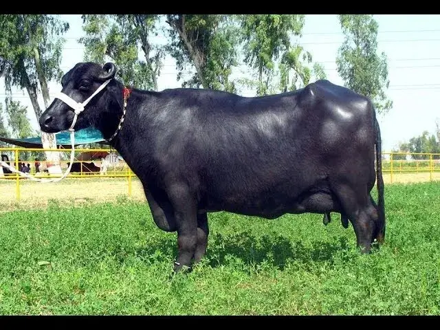 Nili-Ravi Buffalo