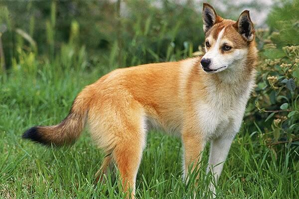 Norwegian Lundehund