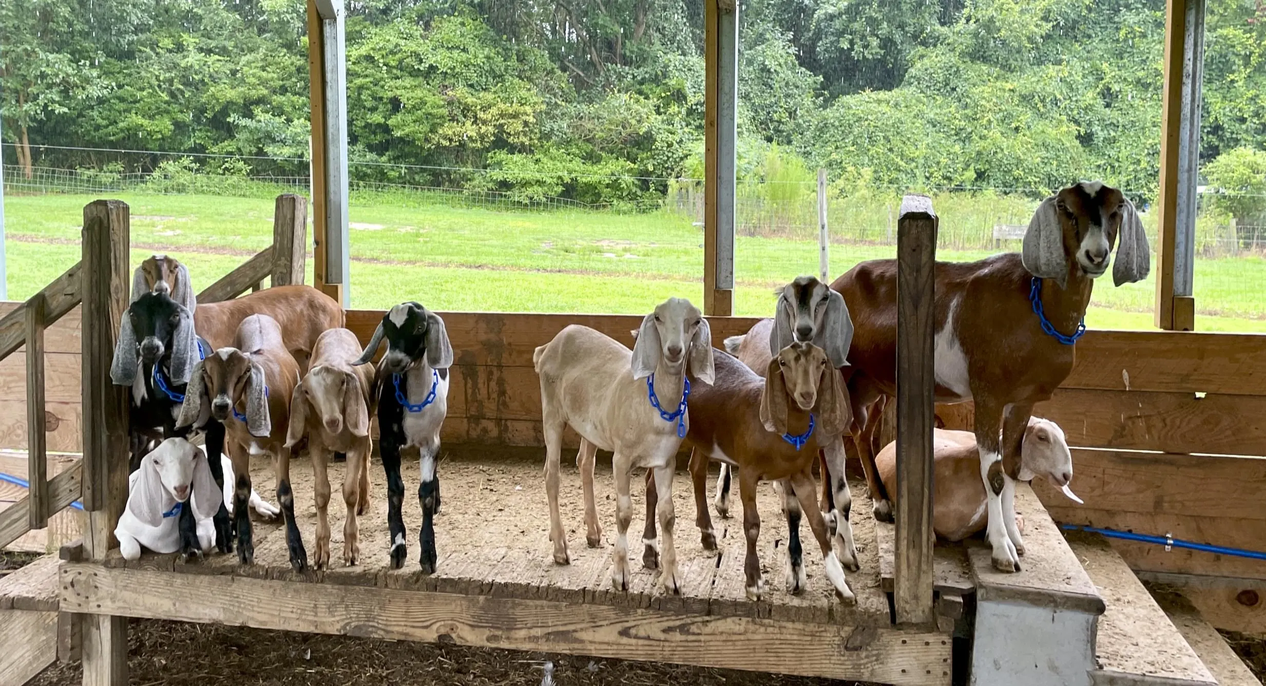 Nubian Goat