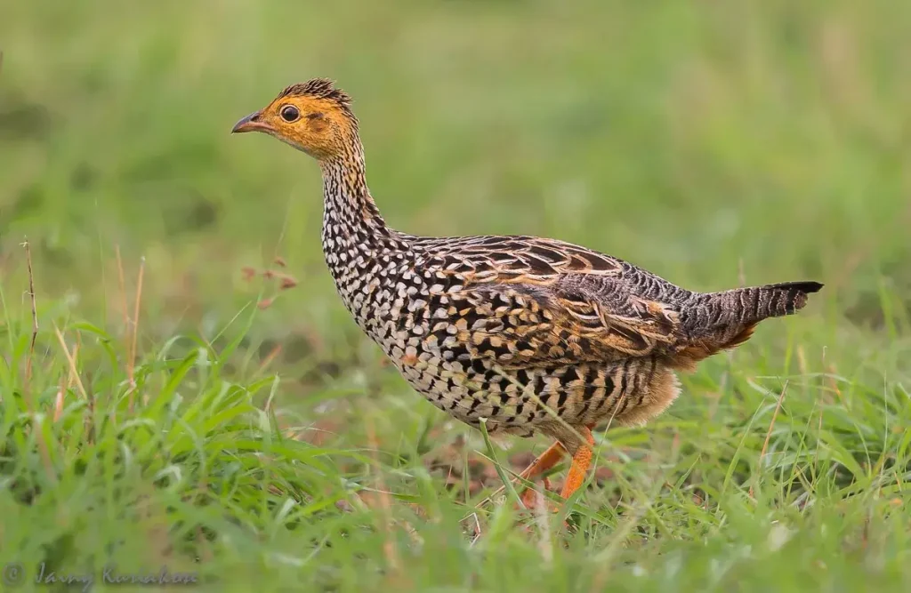 Painted Francolin