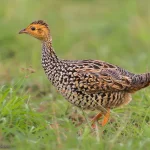 Painted Francolin