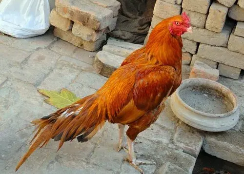 Peela Aseel