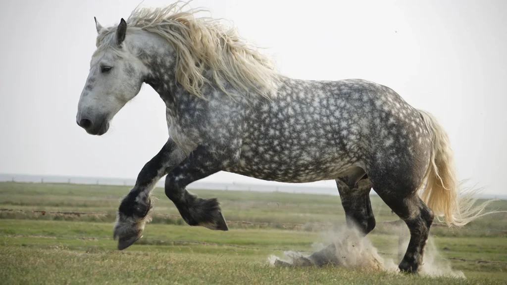 Percheron hors
