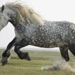 Percheron hors