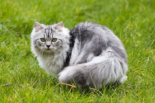 Persian cat