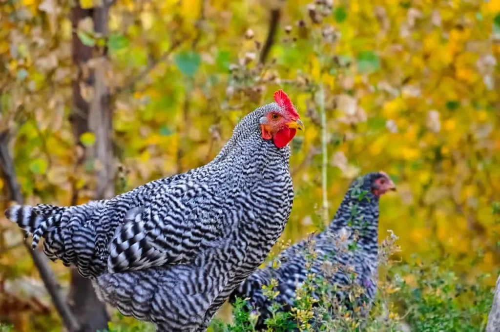 Plymouth Rock chicken