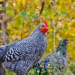 Plymouth Rock chicken