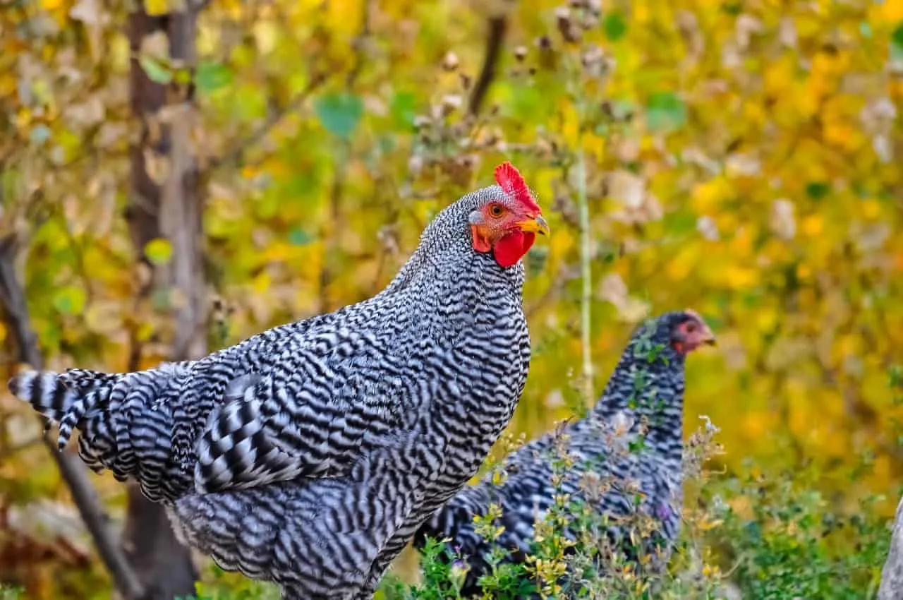 Plymouth Rock chicken