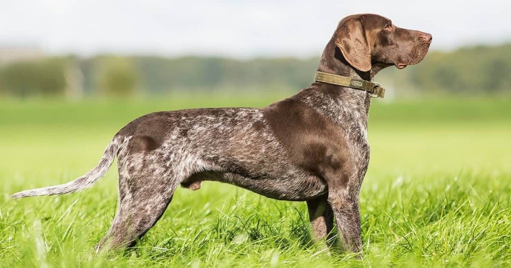 Pointer Dog