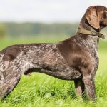 Pointer Dog Pointer Dog