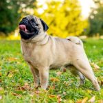 Pug