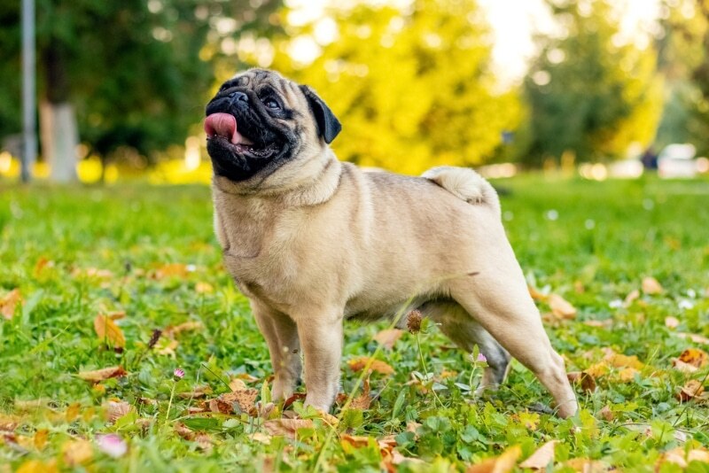 Pug