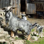 Pygmy Goat