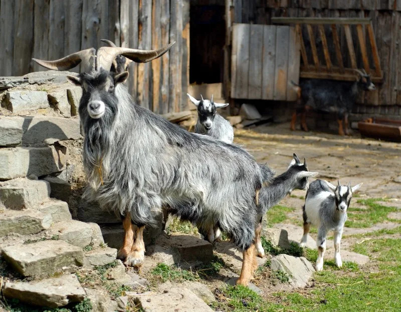 Pygmy Goat