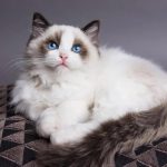 Ragdoll Cat – Affectionate, Calm, and Family-Friendly Feline Ragdoll Cat