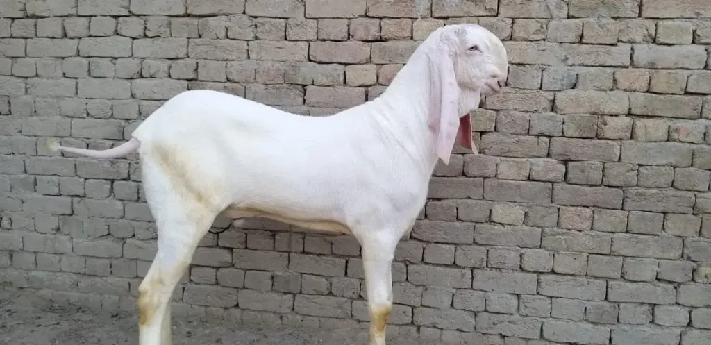 Rajhanpuri Goat