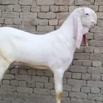 Rajhanpuri Goat