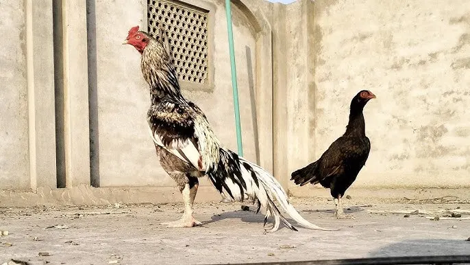 Rampuri Aseel