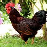Rhode Island Red