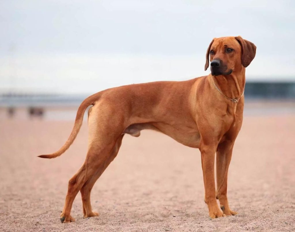 Ridgeback Dog