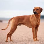 Ridgeback Dog