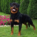Rottweiler dog