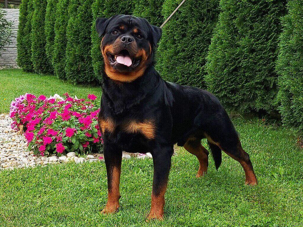 Rottweiler dog