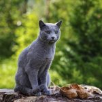 Russian Blue Cat – Graceful, Intelligent, and Hypoallergenic Feline Russian Blue
