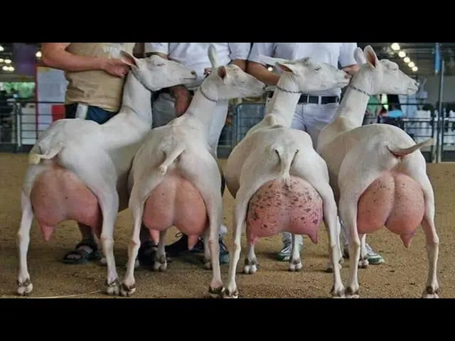 Saanen Goat