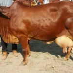 Sahiwal Cow Sahiwal cow