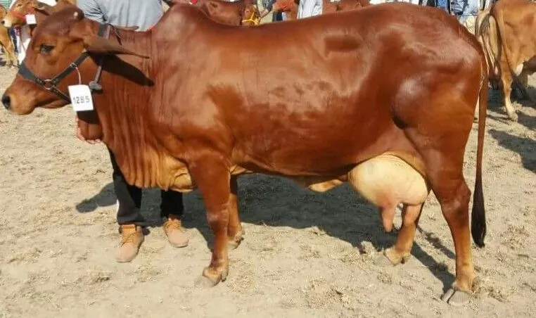 Sahiwal cow
