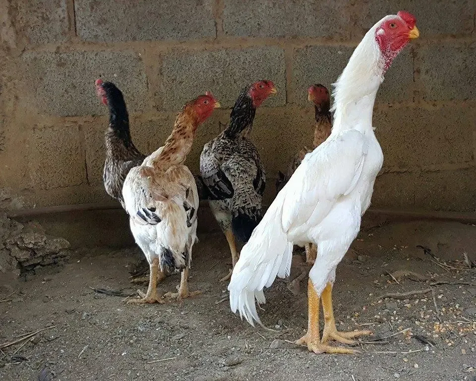 Shamo Chicken