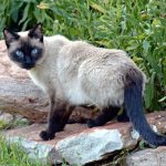 Siamese Cat